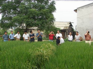 专家组在制种现场调查取样